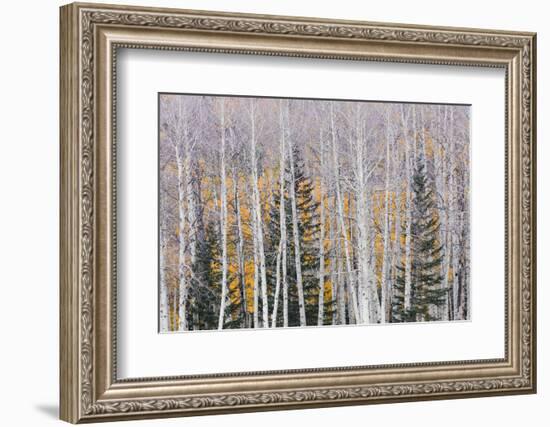 Utah, Fishlake National Forest. Aspen and Conifer Trees-Jaynes Gallery-Framed Photographic Print