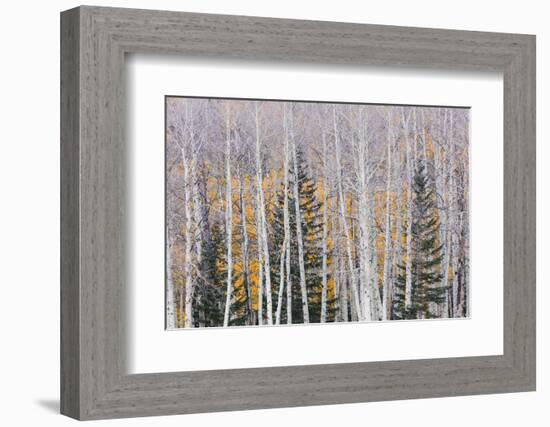 Utah, Fishlake National Forest. Aspen and Conifer Trees-Jaynes Gallery-Framed Photographic Print