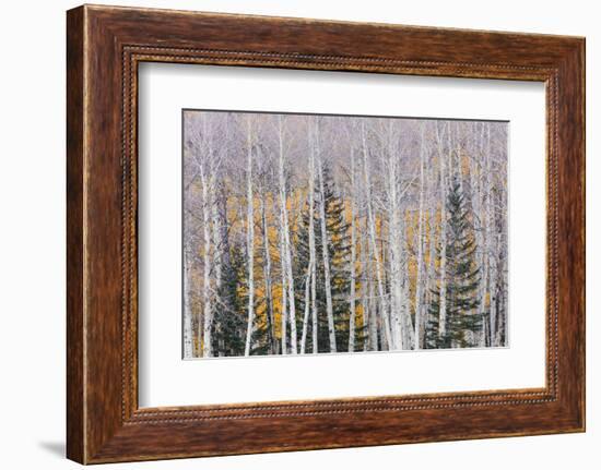 Utah, Fishlake National Forest. Aspen and Conifer Trees-Jaynes Gallery-Framed Photographic Print