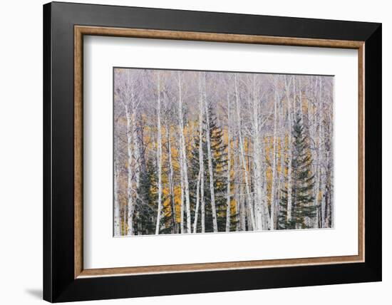 Utah, Fishlake National Forest. Aspen and Conifer Trees-Jaynes Gallery-Framed Photographic Print