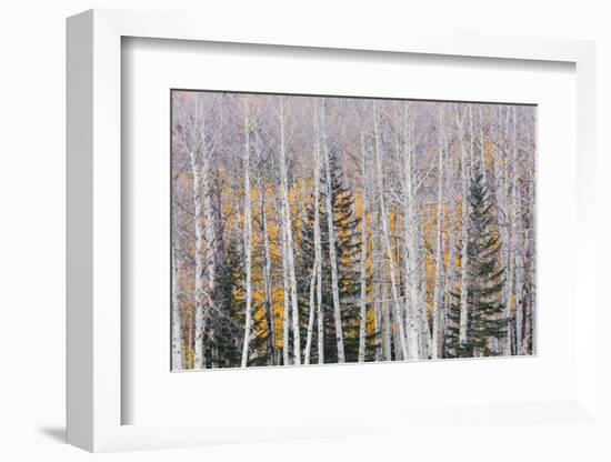 Utah, Fishlake National Forest. Aspen and Conifer Trees-Jaynes Gallery-Framed Photographic Print