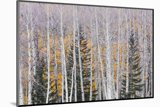 Utah, Fishlake National Forest. Aspen and Conifer Trees-Jaynes Gallery-Mounted Photographic Print