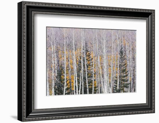 Utah, Fishlake National Forest. Aspen and Conifer Trees-Jaynes Gallery-Framed Photographic Print