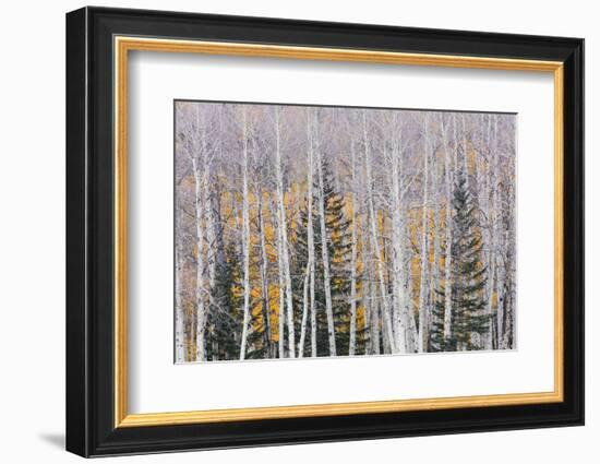 Utah, Fishlake National Forest. Aspen and Conifer Trees-Jaynes Gallery-Framed Photographic Print