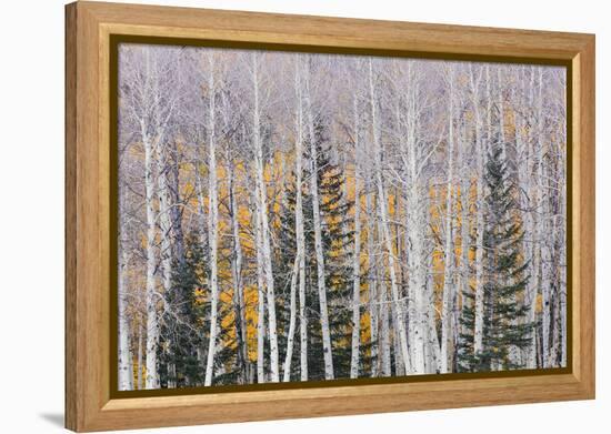 Utah, Fishlake National Forest. Aspen and Conifer Trees-Jaynes Gallery-Framed Premier Image Canvas