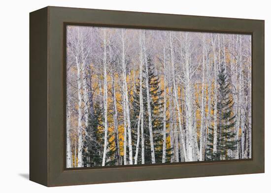 Utah, Fishlake National Forest. Aspen and Conifer Trees-Jaynes Gallery-Framed Premier Image Canvas