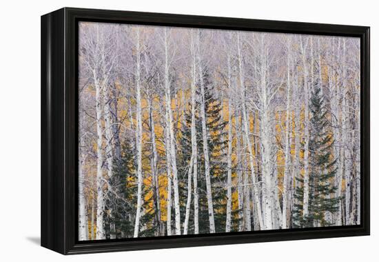 Utah, Fishlake National Forest. Aspen and Conifer Trees-Jaynes Gallery-Framed Premier Image Canvas