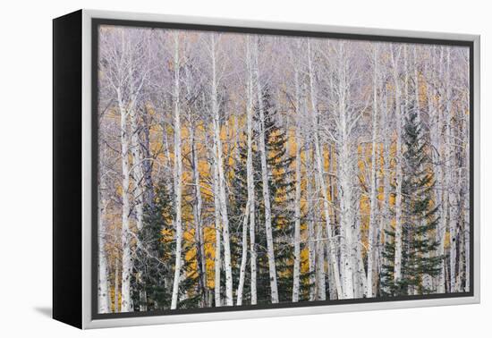 Utah, Fishlake National Forest. Aspen and Conifer Trees-Jaynes Gallery-Framed Premier Image Canvas