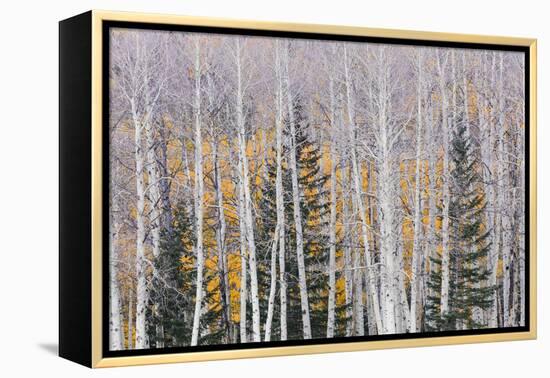 Utah, Fishlake National Forest. Aspen and Conifer Trees-Jaynes Gallery-Framed Premier Image Canvas