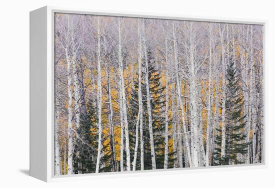 Utah, Fishlake National Forest. Aspen and Conifer Trees-Jaynes Gallery-Framed Premier Image Canvas