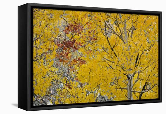 Utah, Fishlake National Forest. Aspen Trees in Autumn-Jaynes Gallery-Framed Premier Image Canvas