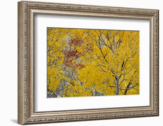 Utah, Fishlake National Forest. Aspen Trees in Autumn-Jaynes Gallery-Framed Photographic Print