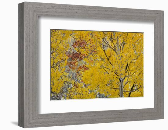 Utah, Fishlake National Forest. Aspen Trees in Autumn-Jaynes Gallery-Framed Photographic Print