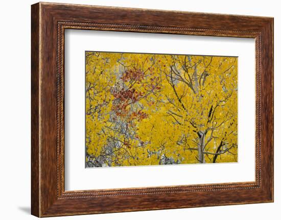 Utah, Fishlake National Forest. Aspen Trees in Autumn-Jaynes Gallery-Framed Photographic Print