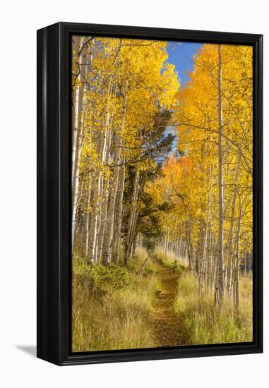 Utah, Fishlake National Forest. Trail in Aspen Trees-Jaynes Gallery-Framed Premier Image Canvas