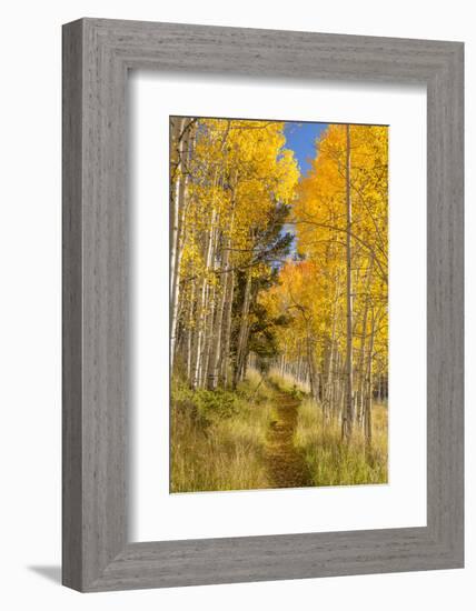 Utah, Fishlake National Forest. Trail in Aspen Trees-Jaynes Gallery-Framed Photographic Print