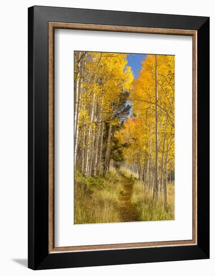 Utah, Fishlake National Forest. Trail in Aspen Trees-Jaynes Gallery-Framed Photographic Print