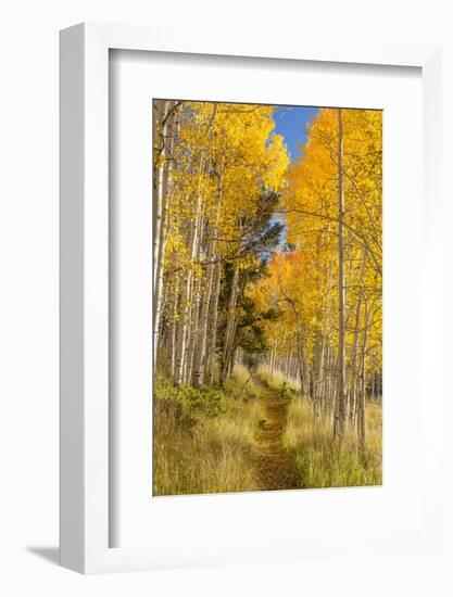 Utah, Fishlake National Forest. Trail in Aspen Trees-Jaynes Gallery-Framed Photographic Print