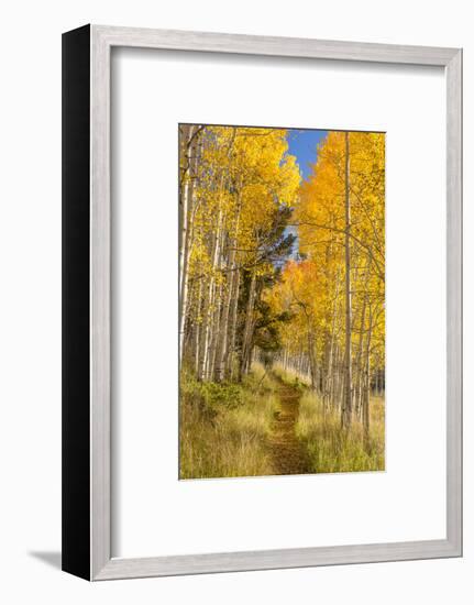 Utah, Fishlake National Forest. Trail in Aspen Trees-Jaynes Gallery-Framed Photographic Print