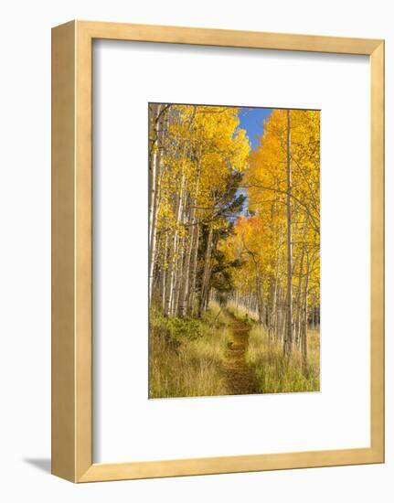 Utah, Fishlake National Forest. Trail in Aspen Trees-Jaynes Gallery-Framed Photographic Print