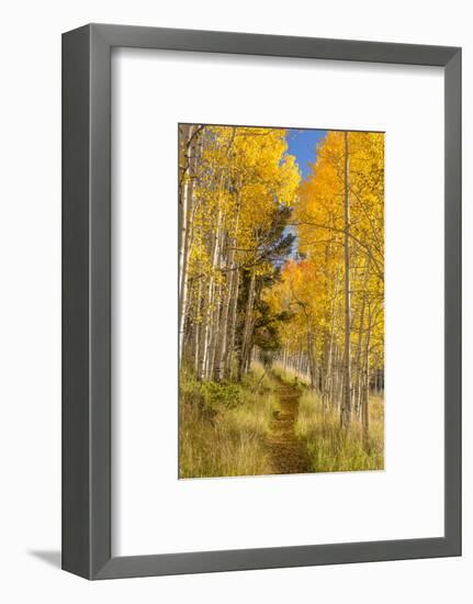 Utah, Fishlake National Forest. Trail in Aspen Trees-Jaynes Gallery-Framed Photographic Print