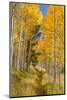 Utah, Fishlake National Forest. Trail in Aspen Trees-Jaynes Gallery-Mounted Photographic Print