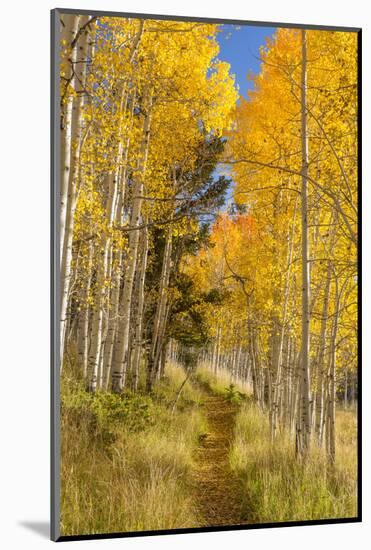 Utah, Fishlake National Forest. Trail in Aspen Trees-Jaynes Gallery-Mounted Photographic Print