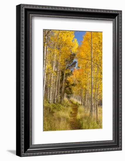 Utah, Fishlake National Forest. Trail in Aspen Trees-Jaynes Gallery-Framed Photographic Print