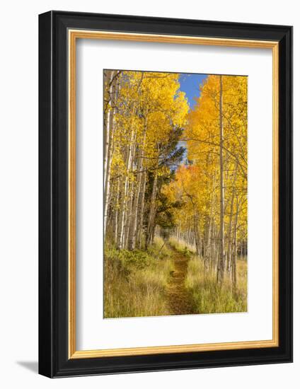 Utah, Fishlake National Forest. Trail in Aspen Trees-Jaynes Gallery-Framed Photographic Print