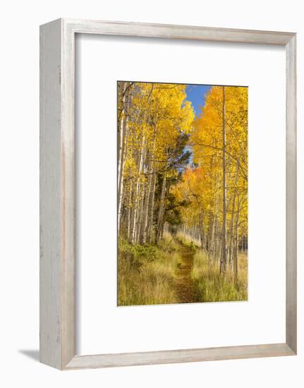 Utah, Fishlake National Forest. Trail in Aspen Trees-Jaynes Gallery-Framed Photographic Print