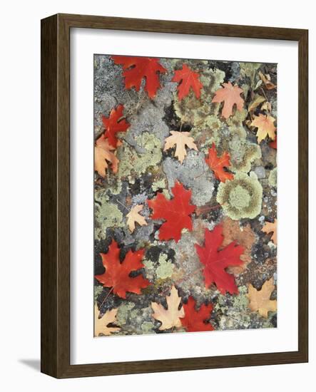 Utah, Fishlake Nf. Autumn Maple Leaves on a Lichen Covered Rock-Christopher Talbot Frank-Framed Photographic Print