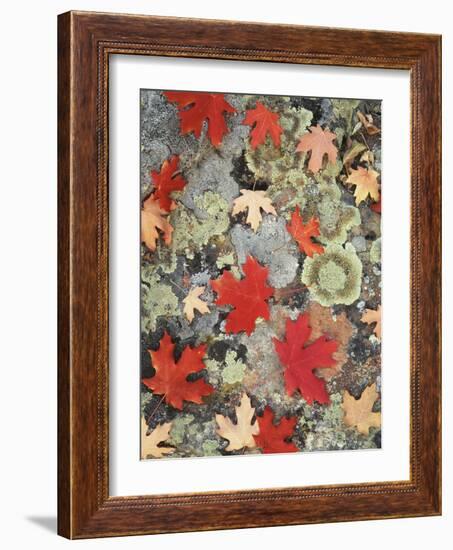 Utah, Fishlake Nf. Autumn Maple Leaves on a Lichen Covered Rock-Christopher Talbot Frank-Framed Photographic Print