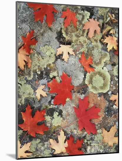 Utah, Fishlake Nf. Autumn Maple Leaves on a Lichen Covered Rock-Christopher Talbot Frank-Mounted Photographic Print