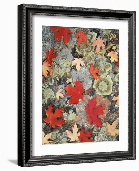 Utah, Fishlake Nf. Autumn Maple Leaves on a Lichen Covered Rock-Christopher Talbot Frank-Framed Photographic Print