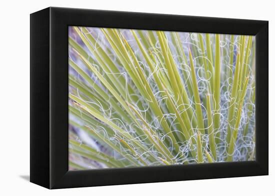 Utah, Glen Canyon National Recreation Area. Close Up of a Yucca Plant-Jaynes Gallery-Framed Premier Image Canvas