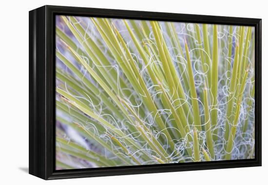 Utah, Glen Canyon National Recreation Area. Close Up of a Yucca Plant-Jaynes Gallery-Framed Premier Image Canvas