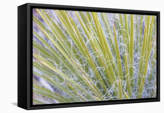 Utah, Glen Canyon National Recreation Area. Close Up of a Yucca Plant-Jaynes Gallery-Framed Premier Image Canvas
