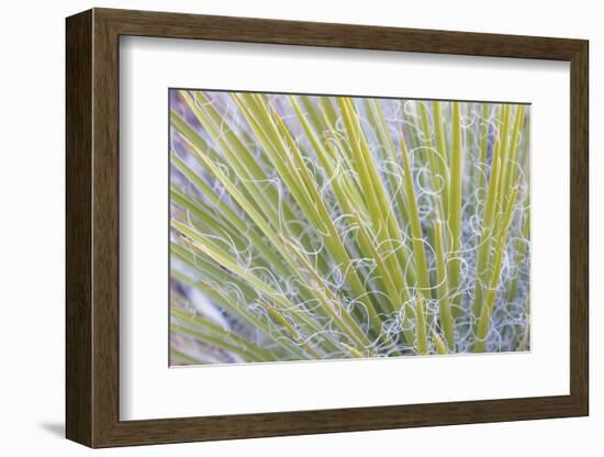 Utah, Glen Canyon National Recreation Area. Close Up of a Yucca Plant-Jaynes Gallery-Framed Photographic Print