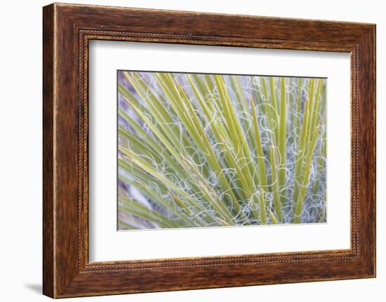 Utah, Glen Canyon National Recreation Area. Close Up of a Yucca Plant-Jaynes Gallery-Framed Photographic Print