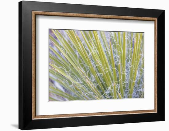 Utah, Glen Canyon National Recreation Area. Close Up of a Yucca Plant-Jaynes Gallery-Framed Photographic Print