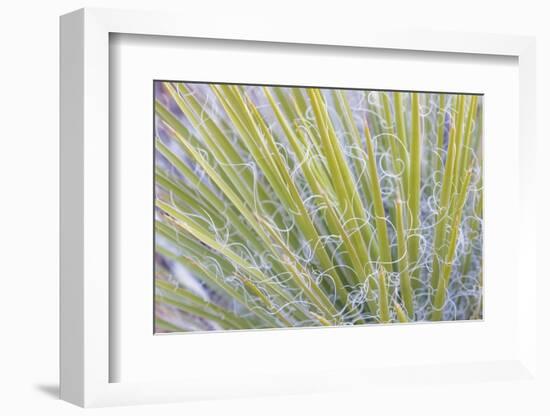 Utah, Glen Canyon National Recreation Area. Close Up of a Yucca Plant-Jaynes Gallery-Framed Photographic Print