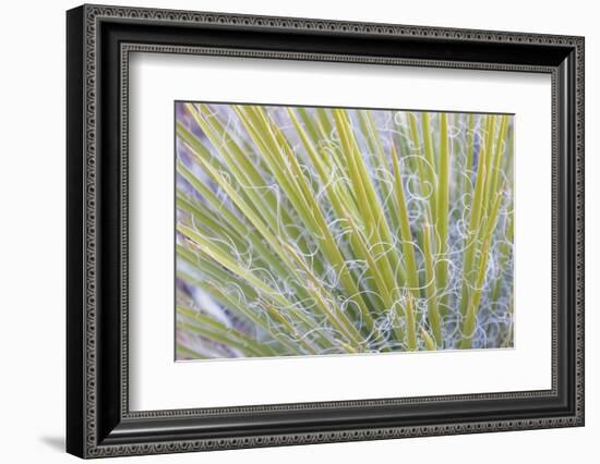 Utah, Glen Canyon National Recreation Area. Close Up of a Yucca Plant-Jaynes Gallery-Framed Photographic Print