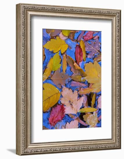 Utah, Glen Canyon Nra. Fall Leaves Floating on a Pond-Jaynes Gallery-Framed Photographic Print