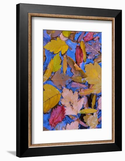 Utah, Glen Canyon Nra. Fall Leaves Floating on a Pond-Jaynes Gallery-Framed Photographic Print