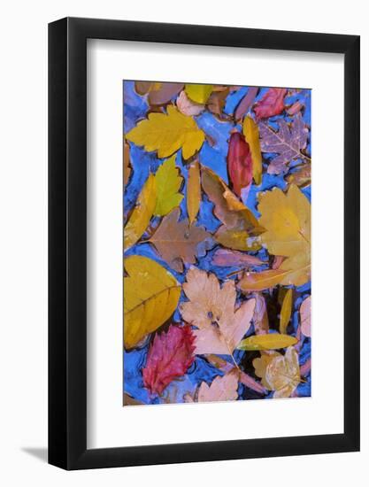 Utah, Glen Canyon Nra. Fall Leaves Floating on a Pond-Jaynes Gallery-Framed Photographic Print