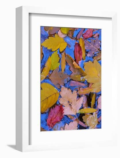 Utah, Glen Canyon Nra. Fall Leaves Floating on a Pond-Jaynes Gallery-Framed Photographic Print
