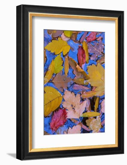 Utah, Glen Canyon Nra. Fall Leaves Floating on a Pond-Jaynes Gallery-Framed Photographic Print