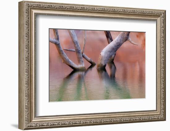 Utah, Glen Canyon Recreation Area. Dead Cottonwood Trunks in Lake-Don Paulson-Framed Photographic Print