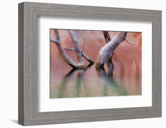 Utah, Glen Canyon Recreation Area. Dead Cottonwood Trunks in Lake-Don Paulson-Framed Photographic Print