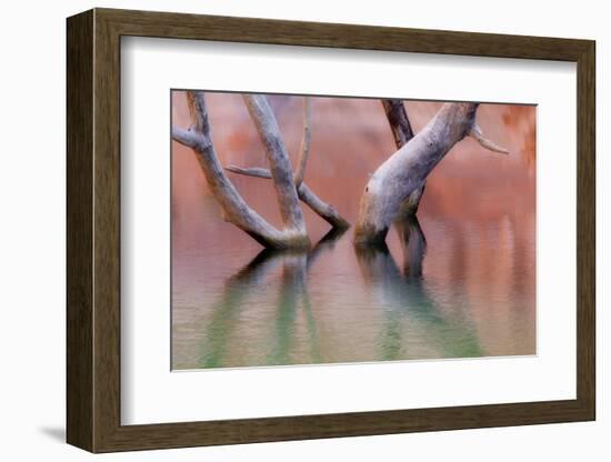 Utah, Glen Canyon Recreation Area. Dead Cottonwood Trunks in Lake-Don Paulson-Framed Photographic Print